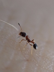 Cardiocondyla minutior