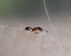 Cardiocondyla minutior