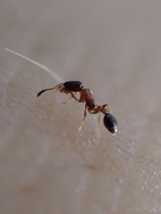 Cardiocondyla minutior
