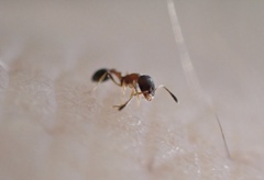 Cardiocondyla minutior
