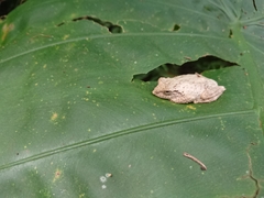Kurixalus eiffingeri