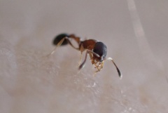 Cardiocondyla minutior