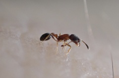 Cardiocondyla minutior
