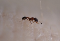 Cardiocondyla minutior