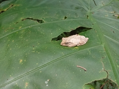 Kurixalus eiffingeri