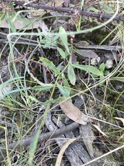 Wahlenbergia gymnoclada