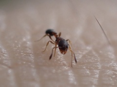 Cardiocondyla minutior