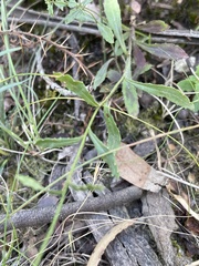 Wahlenbergia gymnoclada