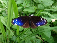 Euploea mulciber barsine