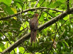 Macropygia doreya sanghirensis