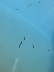 Culiseta incidens