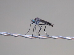 Archilestris capnopterus