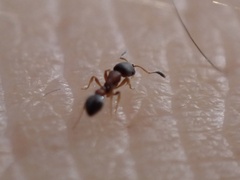 Cardiocondyla minutior