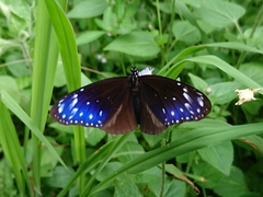 Euploea mulciber barsine