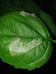 Liriomyza philadelphivora