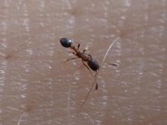 Cardiocondyla minutior