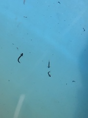 Culiseta incidens
