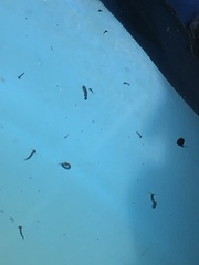 Culiseta incidens