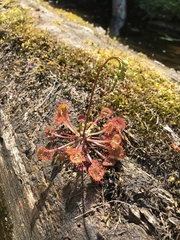 Drosera rotundifolia