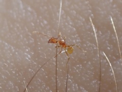 Pheidole dentigula