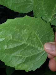 Liriomyza philadelphivora