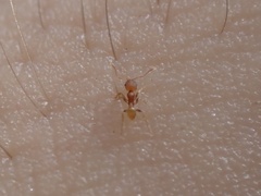 Pheidole dentigula