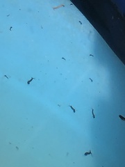 Culiseta incidens