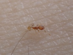 Pheidole dentigula