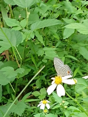 Jamides alecto dromicus