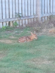 Odocoileus virginianus