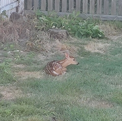 Odocoileus virginianus