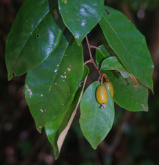 Elaeagnus triflora