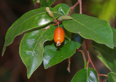 Elaeagnus triflora