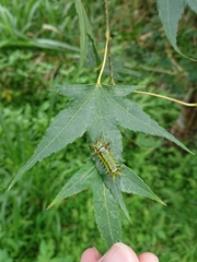 Narosoideus flavidorsalis
