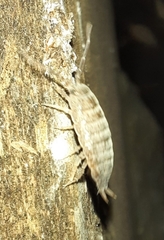 Porcellionides rufocinctus