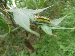 Narosoideus flavidorsalis