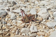 Gampsocleis abbreviata