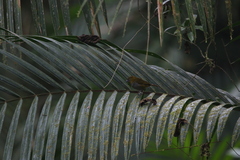Chlorospingus flavigularis