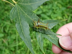 Narosoideus flavidorsalis