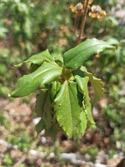 Cistus laurifolius