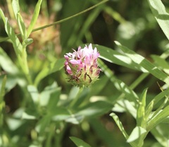 Trifolium variegatum