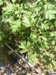 Crataegus monogyna