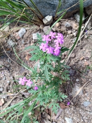 Glandularia chiricahensis
