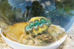 Tridacninae