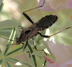 Alydus scutellatus
