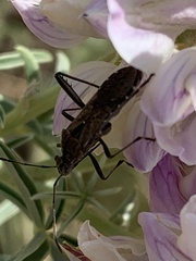 Alydus scutellatus