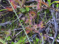 Drosera rotundifolia