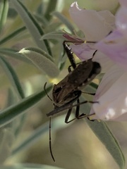 Alydus scutellatus