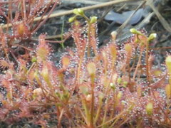 Drosera intermedia