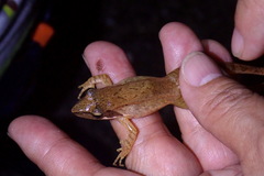 Rana longicrus